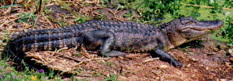 Louisiana swamp tour